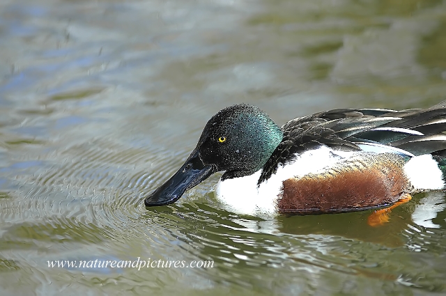 shoveller, shovellers, ducks-1.jpg - MALE SHOVELLER - BAFFINS POND - 28.2.06